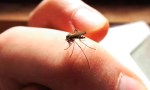 El dengue sigue existiendo aún con el frío