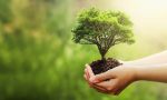 Los árboles son parte fundamental para la preservación de la vida