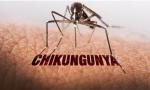 Confirman el primer caso de Chikungunya 