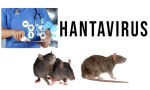 Prevenir la infección por hantavirus