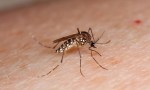 Dengue: El rociado peridomiciliario e intradomiciliario es efectivo para cortar la transmisión de vectores