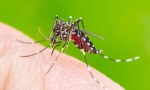 Dengue: Insisten en no saturar el sistema sanitario y aseguran que no es recomendable fumigar 