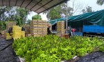 Productores de comunidades originarias regalan bananas porque no pueden venderlas