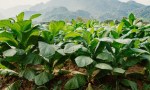 Nuevas tarifas para la actividad tabacalera en Salta y Jujuy