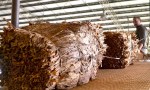 Misiones superó a Salta y Jujuy en producción de tabaco