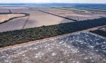 Greenpeace registró casi 11.000 hectáreas arrasadas solo este año en Salta