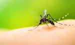 Dengue: “Debe existir un protocolo claro y que se sostenga independiente de la gestión que esté”