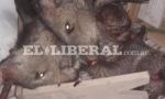 Alarma por indiscriminada matanza de animales silvestres en el interior de Santiago del Estero