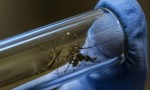 El método con el que Colombia eliminó al dengue