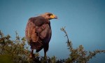 Una especie en vía de extinción: “Hay unas 10 parejas de Águilas Coronadas en Santiago”