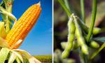 Estiman una cosecha récord en el agro con una producción superior a los u$s30.000 millones en 2025.