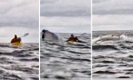 Padre capta cómo su hijo es tragado y luego expulsado por una ballena en el Estrecho de Magallanes.