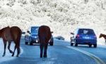 Alertan sobre riesgo de accidentes por animales sueltos en rutas argentinas.