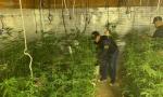 Policía Federal descubre un cultivo de marihuana en la casa de un contador.