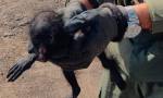 Chaco: Gendarmería Nacional rescató un mono Carayá en un control vial
