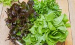 Huerta en casa- Qué sembrar en espacios reducidos.