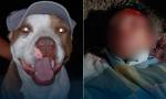 Intentó robar una casa y un pitbull lo atacó ferozmente: terminó hospitalizado y detenido.