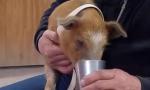 Denuncian a vecino por obligar a un cerdo a tomar vino tinto.