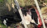 Faenaron 3 vacas Bradford: calculan pérdidas millonarias para productor.