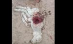 Inquietud en Yacu-Chiri por la misteriosa muerte de animales.