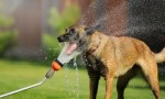 Qué cuidados tener con las mascotas ante el calor intenso