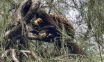 Liberaron a una yaguareté en el Parque Nacional El Impenetrable.
