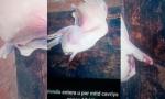 Acusan a cuatreros, usan Facebook para vender carne de animal robado.