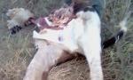 Cuatreros atacaron dos fincas, faenaron animales y huyeron.