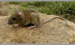 Confirmaron un caso de hantavirus en Bariloche.
