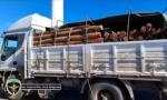 Incautan 25 toneladas de postes de quebracho que salieron de C. Gallo.