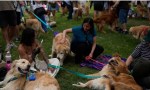 Argentina rompió el record mundial de golden retrievers reunidos.