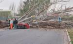 Terrible tragedia: una mujer murió aplastada por un árbol que cayó sobre su auto.
