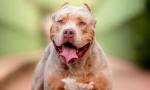 Bebé de un año lucha por su vida tras ser atacado por un pitbull en Río Negro.
