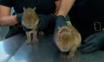 Rescataron dos carpinchos de una casa que vendía “milanesas de capibara”