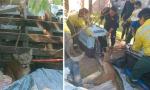 ¡No era michi! Un puma apareció en el patio de una vivienda.