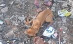 Horror en Añatuya: denuncian a un joven por supuesto abuso sexual a una perrita.