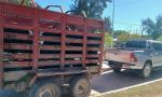 Detienen a carnicero que transportaba ganado robado en una camioneta.