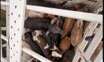 Interceptan dos camionetas y detienen a tres hombres con 17 vacas ilegales.