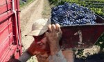 Vitivinicultura-La cosecha cayó un 10% y los productores denuncian precios por debajo de los costos.