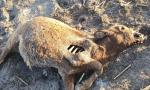 Extraña aparición de animales muertos en una estancia.