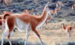 La carne de guanaco se plantea como una nueva alternativa para el consumo en el país.
