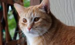 Hoy se celebra el Día Internacional del Gato
