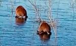 Se congeló parte de los Esteros del Iberá y grabaron a carpinchos caminando sobre el hielo.