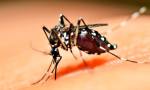 La epidemia de dengue no para y Santiago del Estero ya superó los 10 mil casos