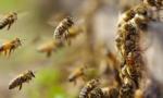 Fueron a desalojar una casa y los atacaron con abejas: varios policías heridos