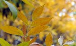 Arrancó el otoño: a qué hora fue el equinoccio en Argentina