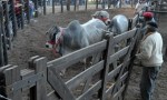 Solicitan prorrogar detenciones y no aparecen las vacas en Alberdi.