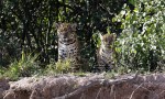 Gran noticia: el yaguareté vuelve a reproducirse en el Chaco.