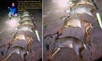 Indignación en Tucumán: detienen a un cazador furtivo que mató corzuelas y se mostró en redes.
