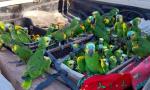Rescatan 250 loros habladores en operativo contra el tráfico de fauna en El Caburé.